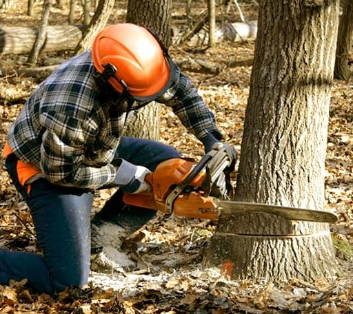 Tree Removal in Bangor, ME
